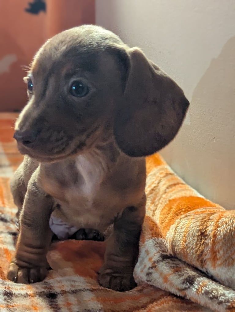 image for Miniature dachshund puppies 