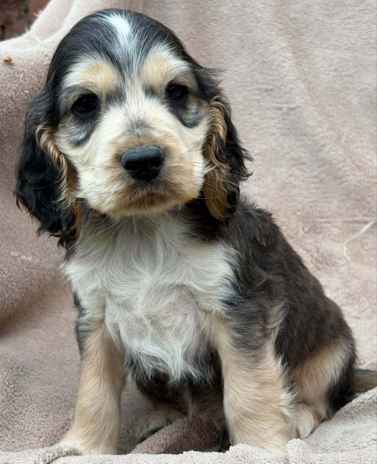 Show cocker spaniels