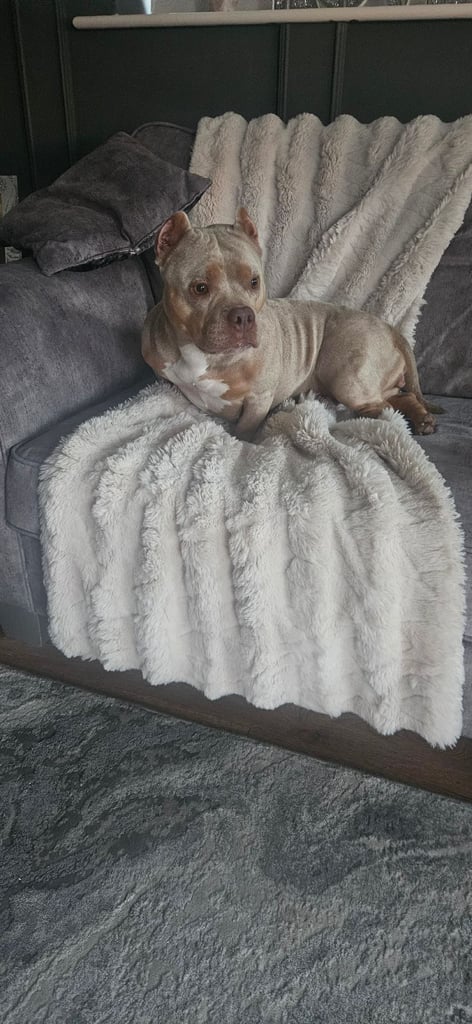 4 year old female micro bully looking for a loving home 