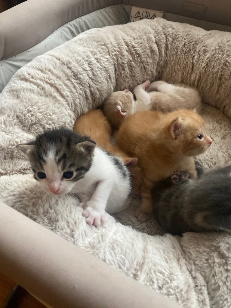 1 white tri colour boy left 