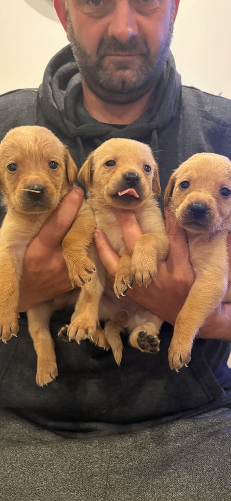 Labrador pups 