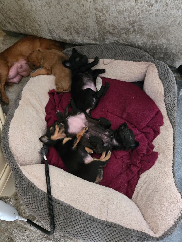 image for Chihuahua 