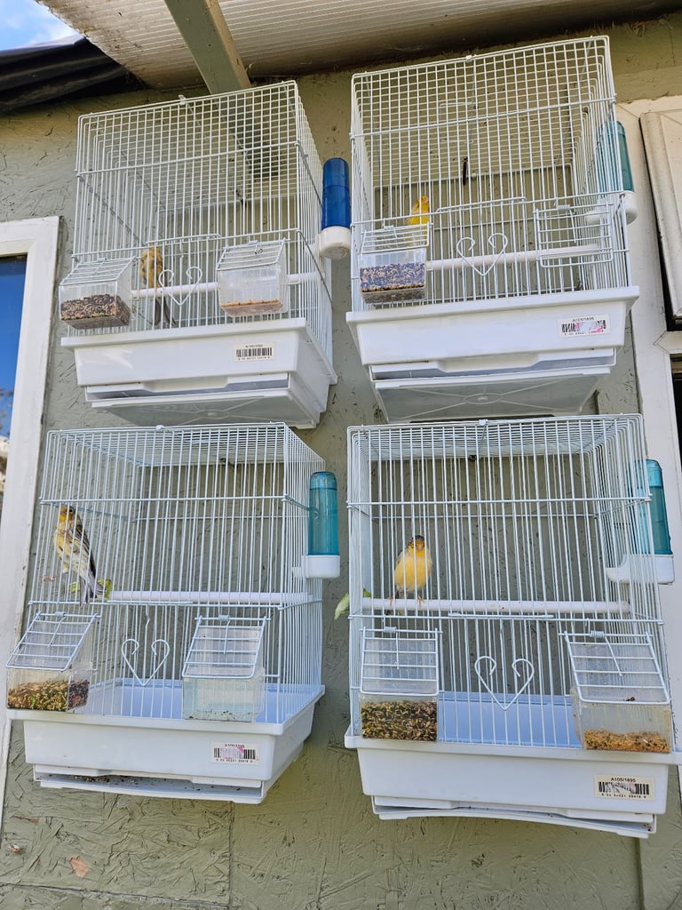 Canary 