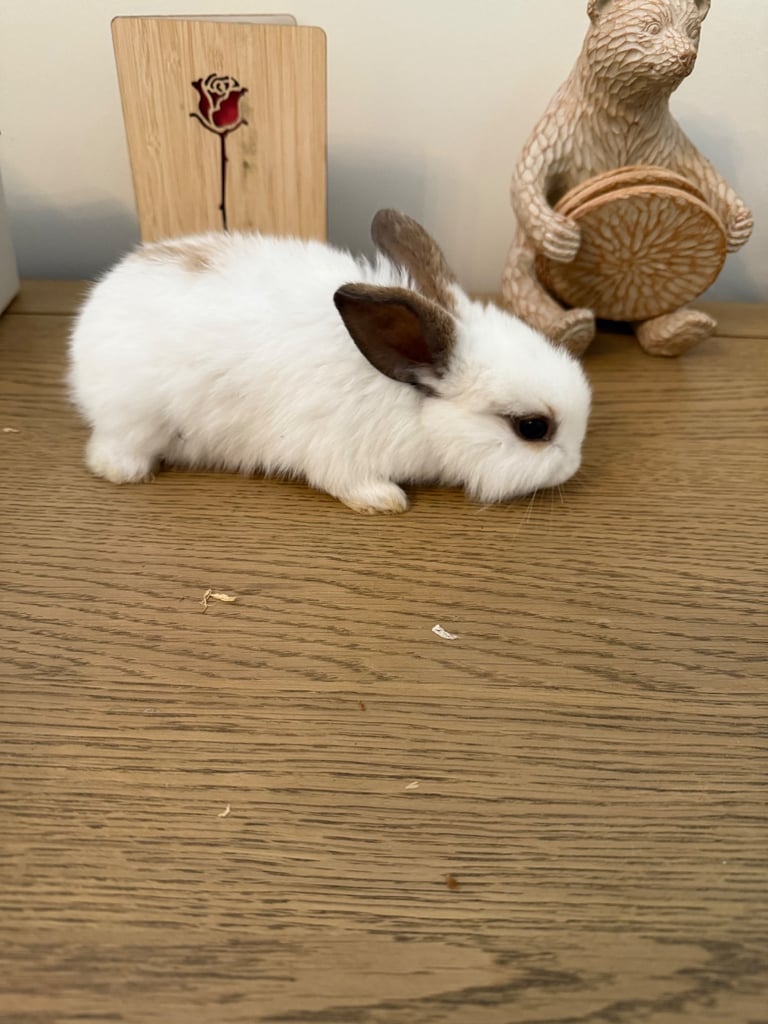 Mini lop rabbits