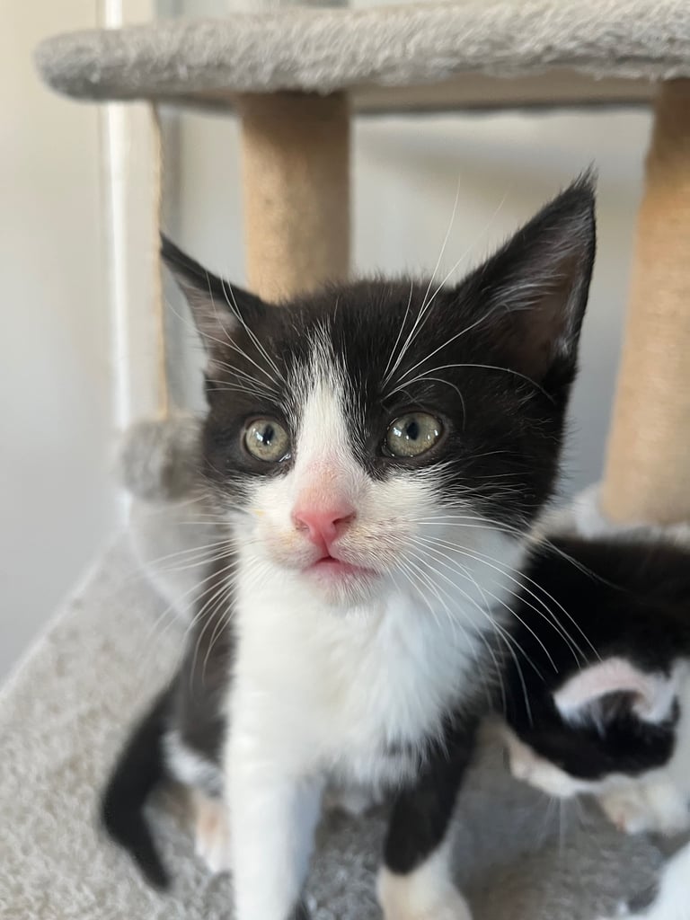 image for 5 beautiful kittens for a sale update only 2 boys left in pics now