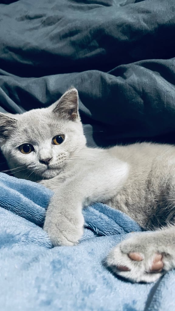 ✨Adorable British shorthair kittens ready to leave!✨