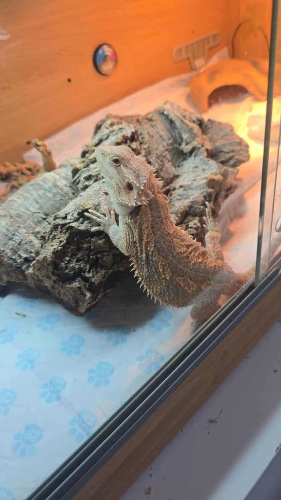 Young bearded dragon