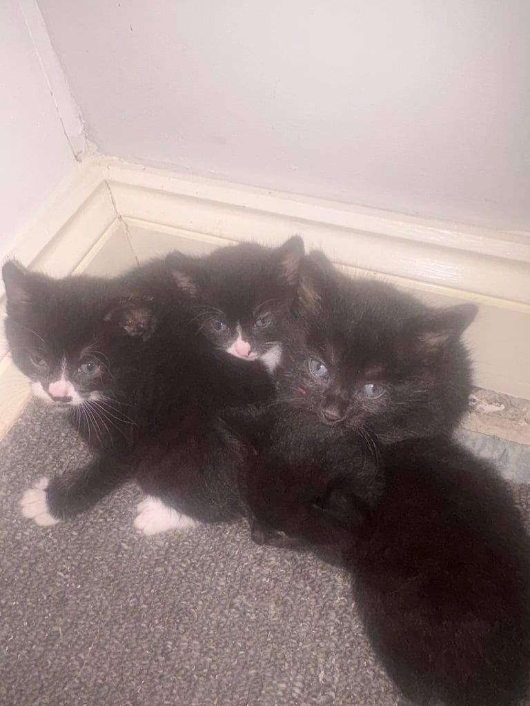 3 boy and 2 girl kittens