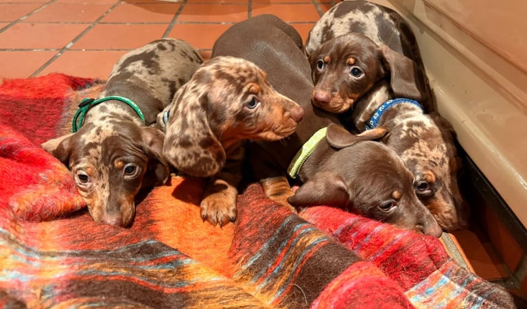 3 Pedigree miniature smooth dachshund puppies available now- £950 each 