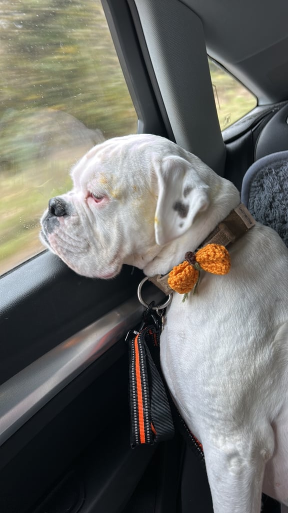image for Handmade doggy bow ties. Pumpkin style