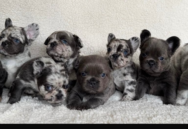 Fluffy French Bulldog Puppies