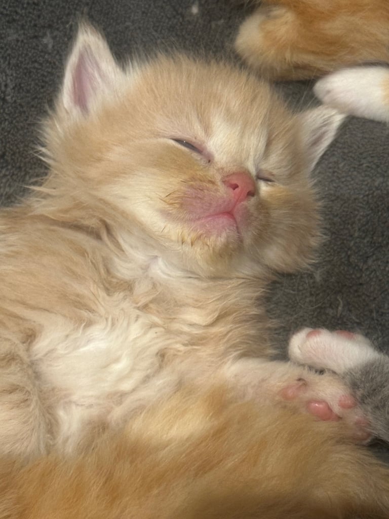 Ragdoll kittens for sale 