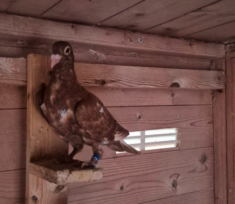 Racing pigeon 