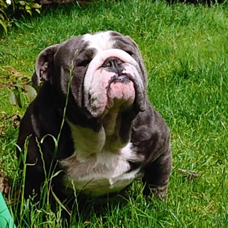 English bulldog puppies