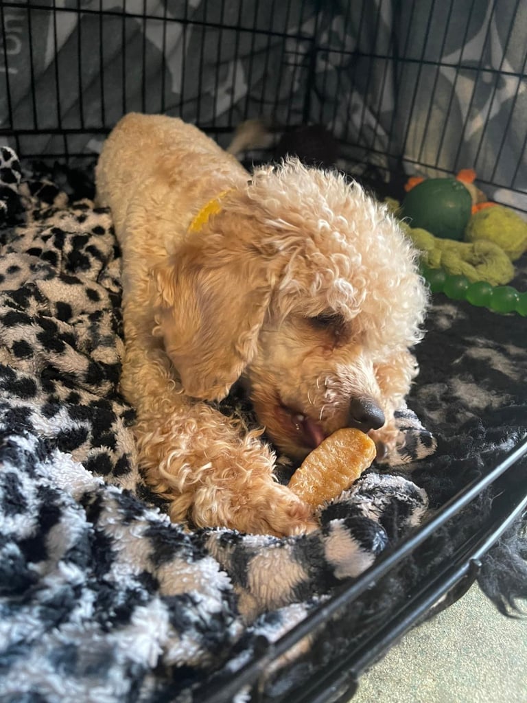 Miniature poodle male 