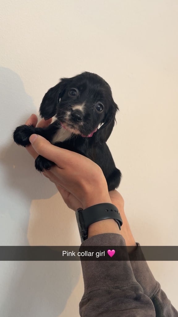 Cocker spaniel puppies 