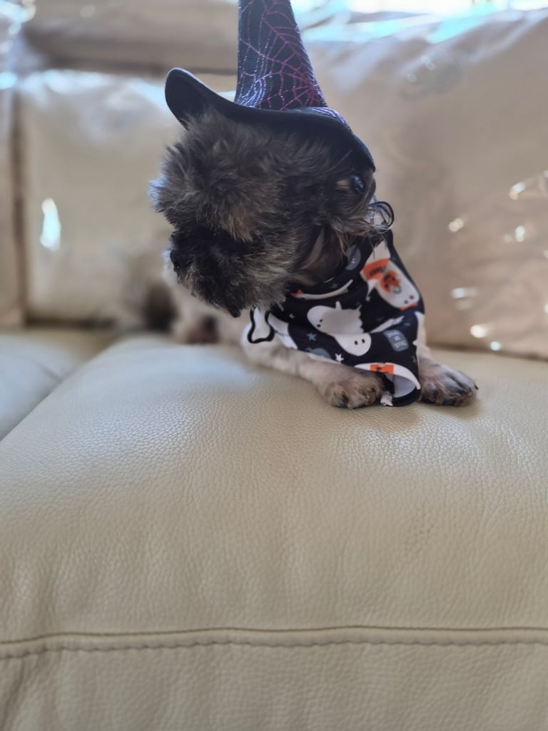 Shih tzu puppies ready in 1 week