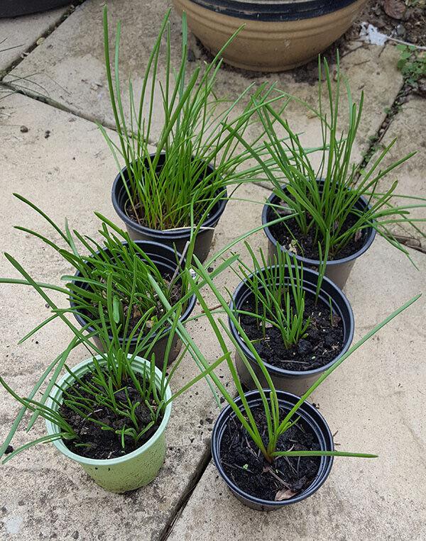 Small pots of Muscari Armeniacum / Grape Hyacinth