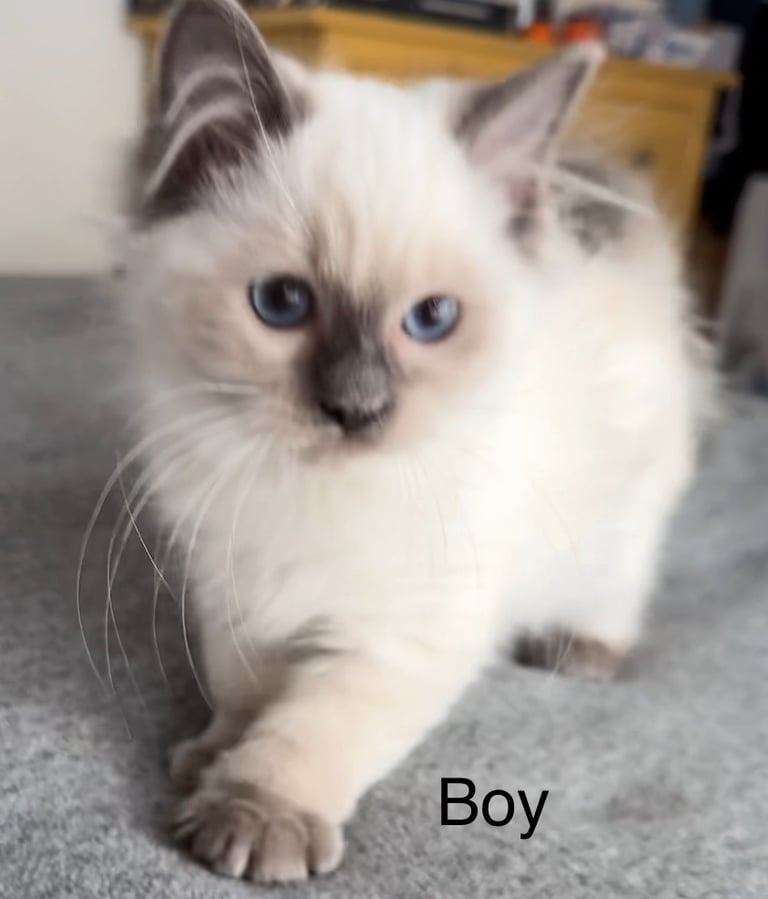 image for 2 Ragdoll kittens