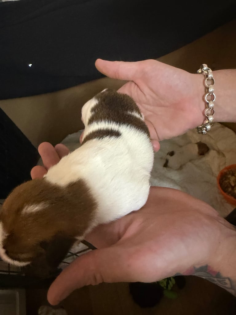 Stunning Jack Russell terriers 