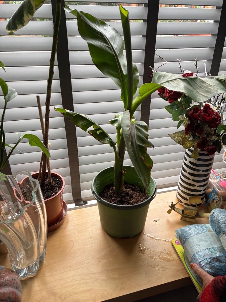 Indoor and outdoor banana plants 