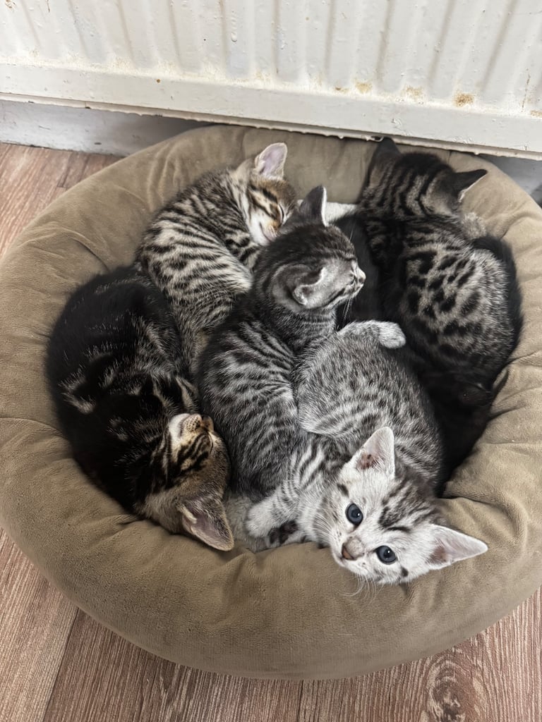 Half bengal kittens