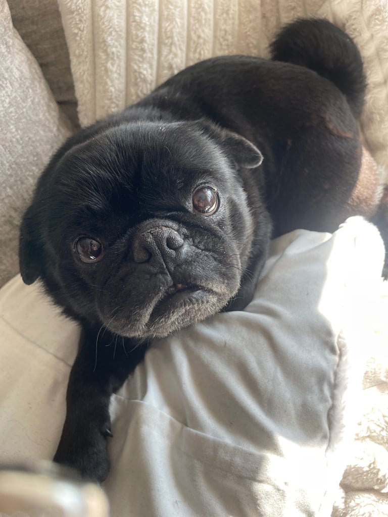 Dogs needing to be rehomed 