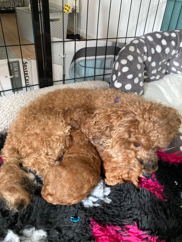 F1B COCKAPOO PUPPY