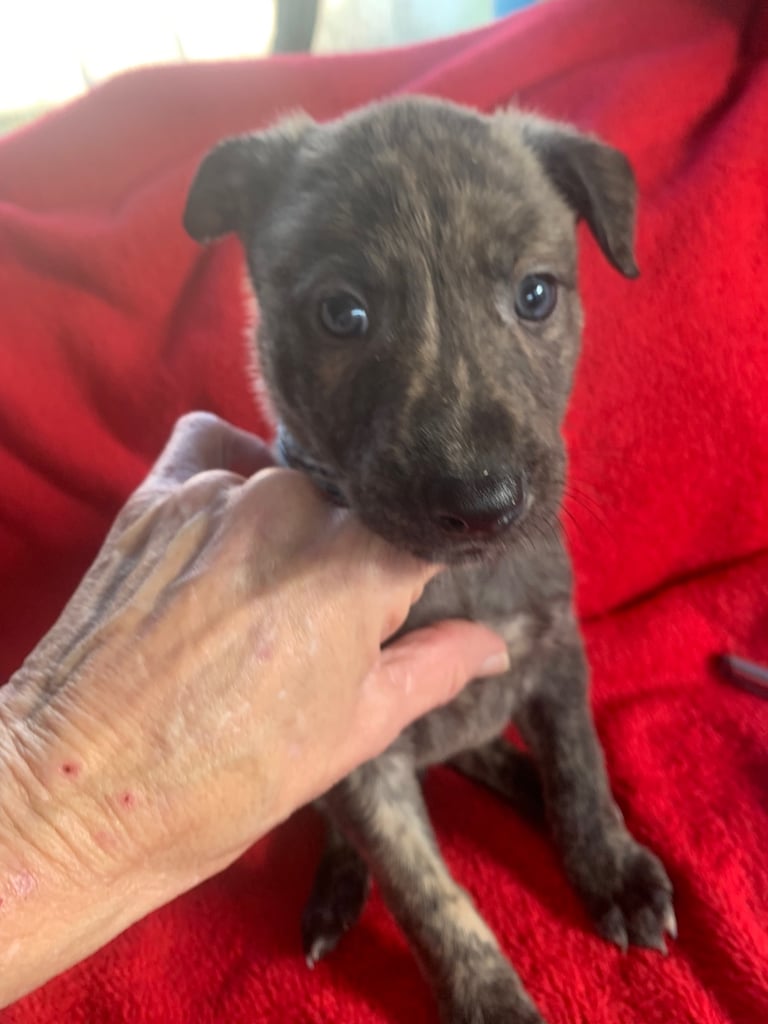 Lurcher pups