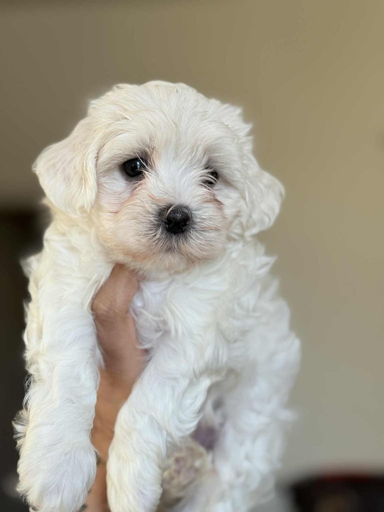 Bichon Maltese/puppies/dog/puppy