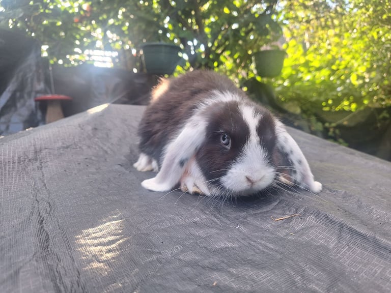 Beautiful pure bred mini lop babie rabbits 