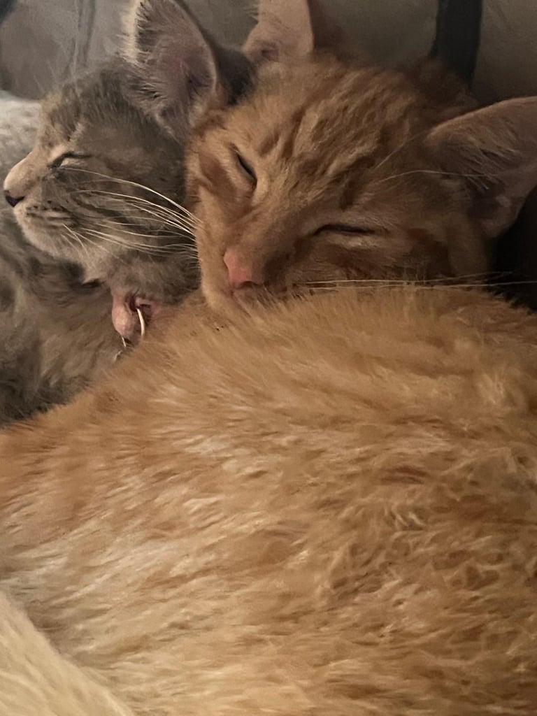 Two tabby x main coon 7 month old kittens