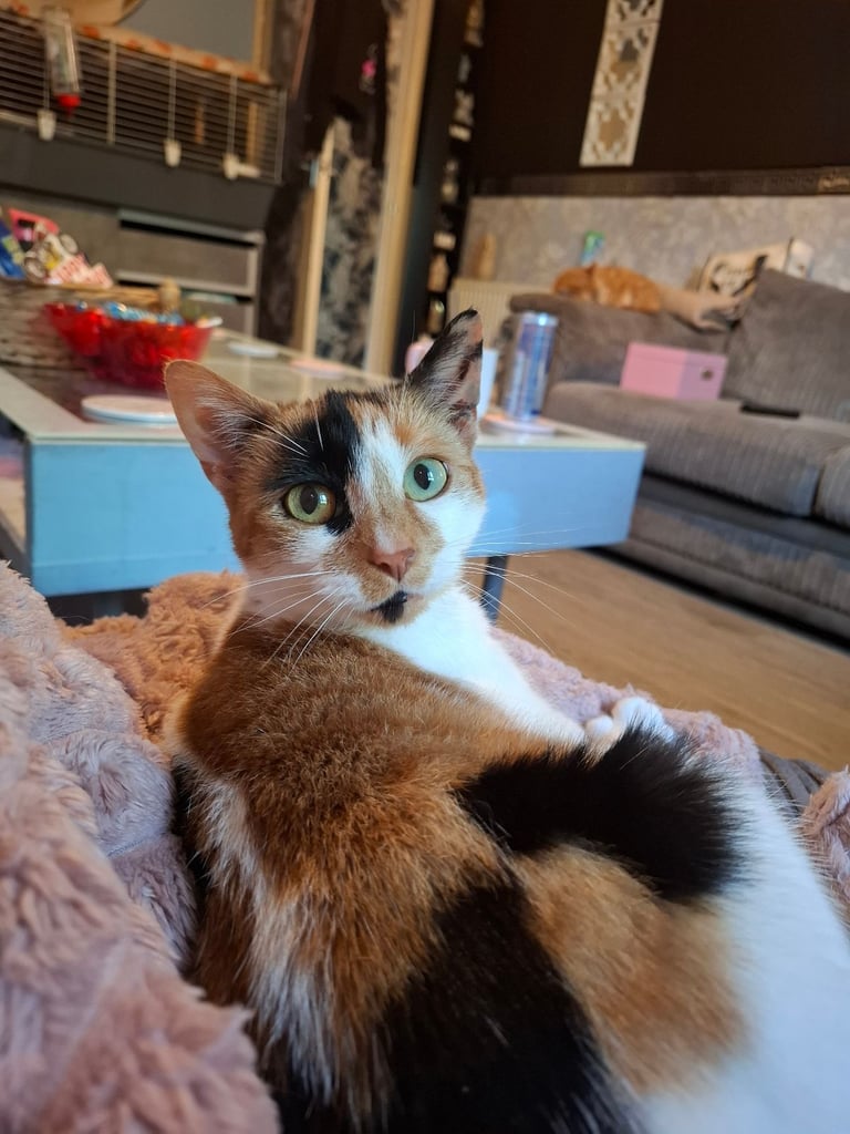 2 beautiful female sisters looking for forever home 