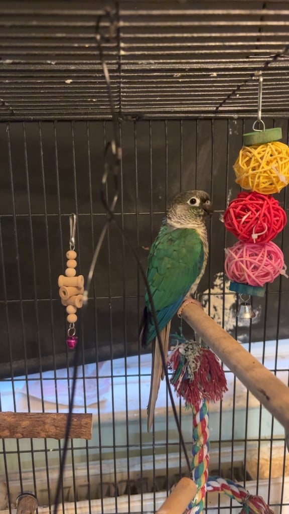 bonded birds 