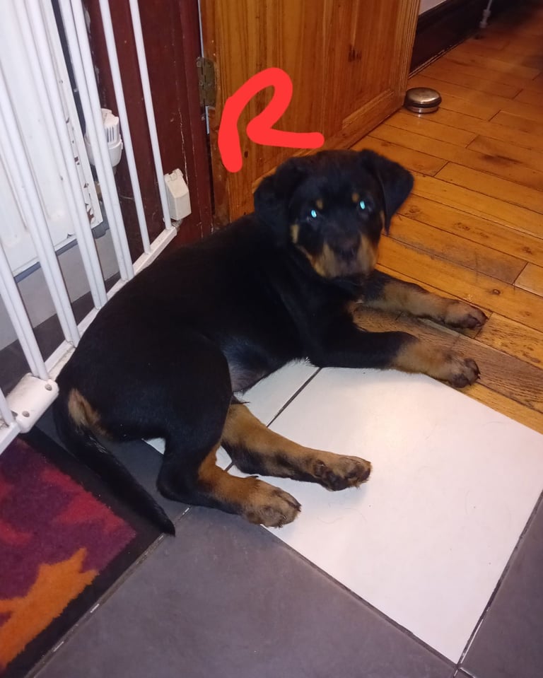  ROTTWEILER PUPS FOR SALE***KC REG***FULLY INJECTED***
