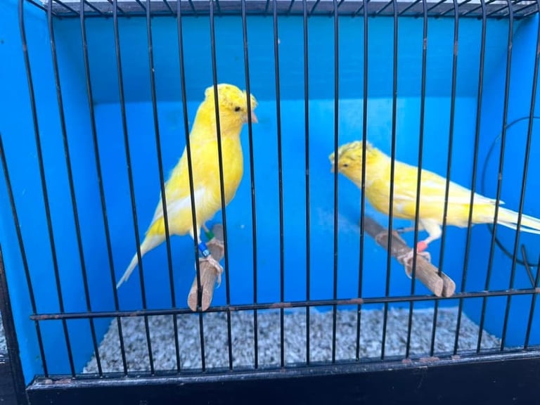 Colour canaries birds 