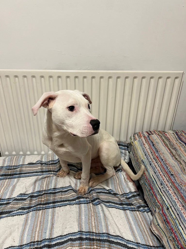 6months American bulldog 