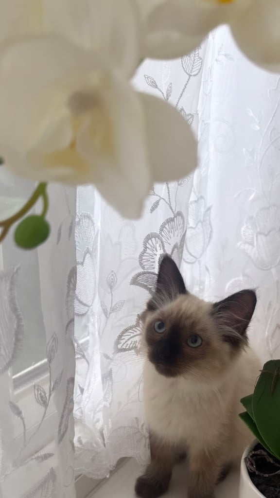 Ragdoll for sale 
