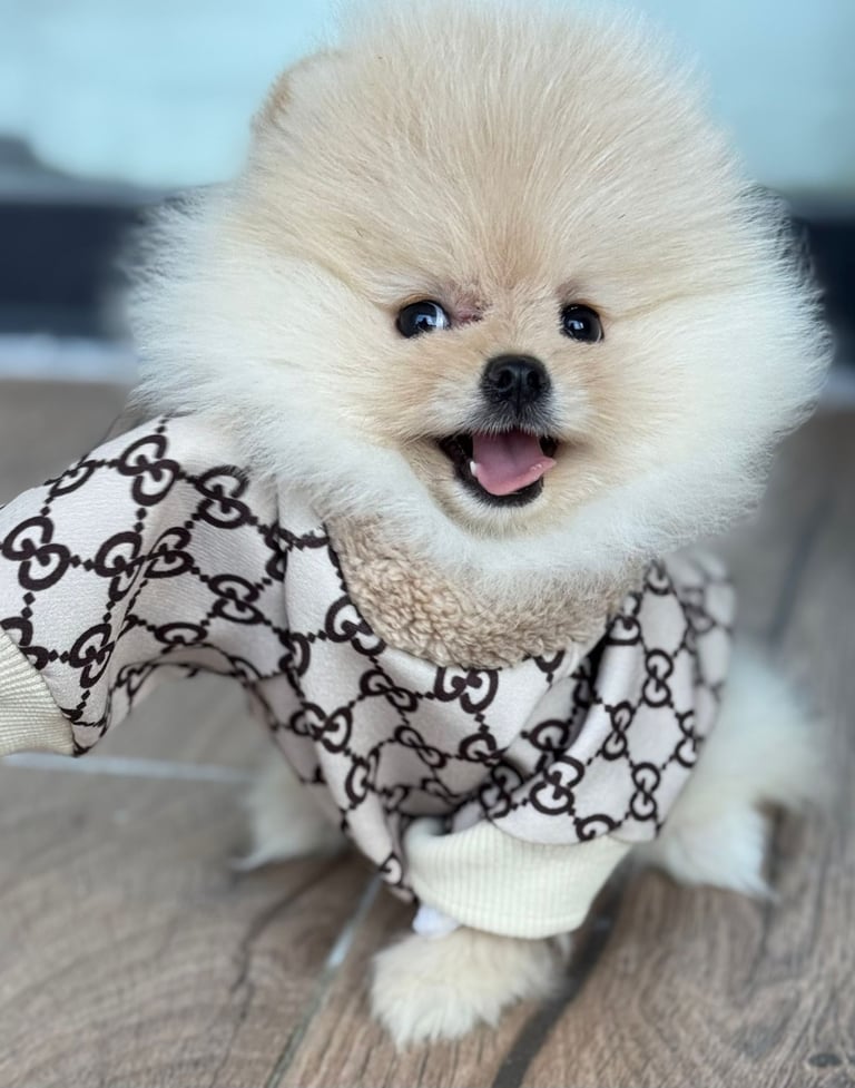 Teddy bear face pomeranian girl 