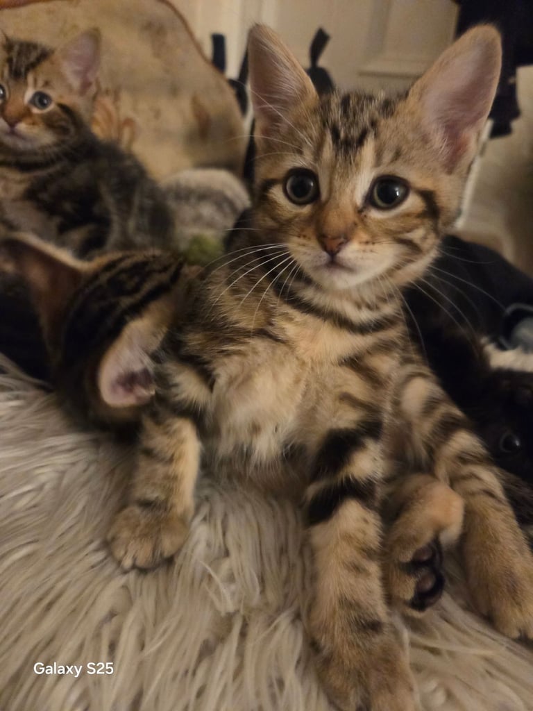 Cute kittens