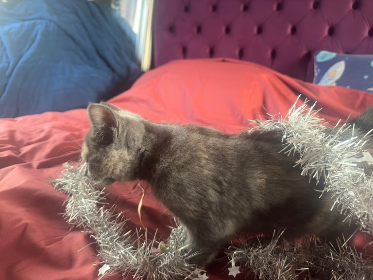 Gorgeous kittens looking for their forever home 