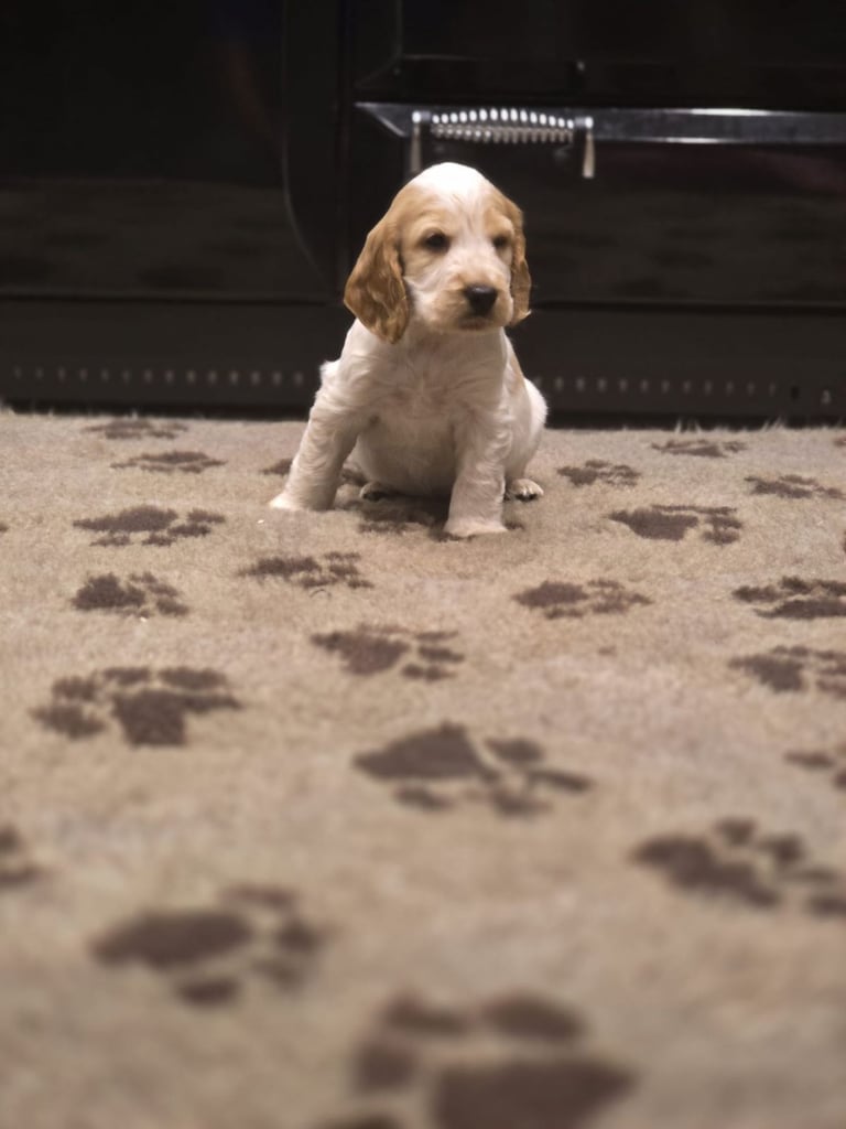 Show Cocker Spaniel Puppies 