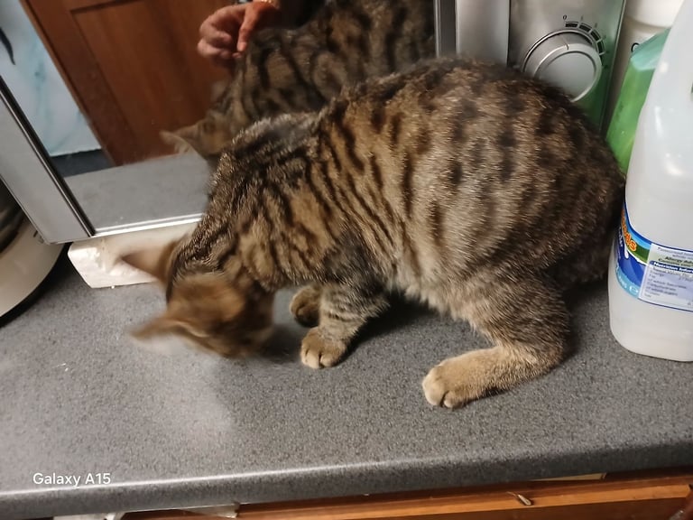 Bengal kittens male females available