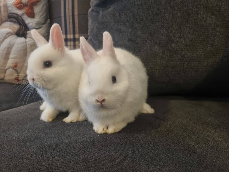 Netherland dwarf rabbits