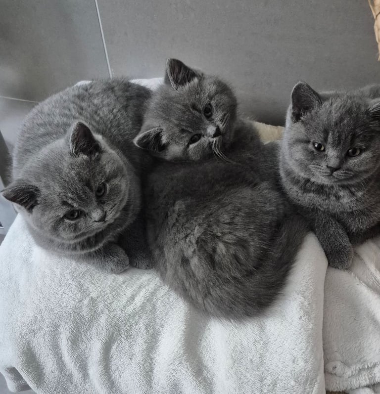 British shorthire kittens 