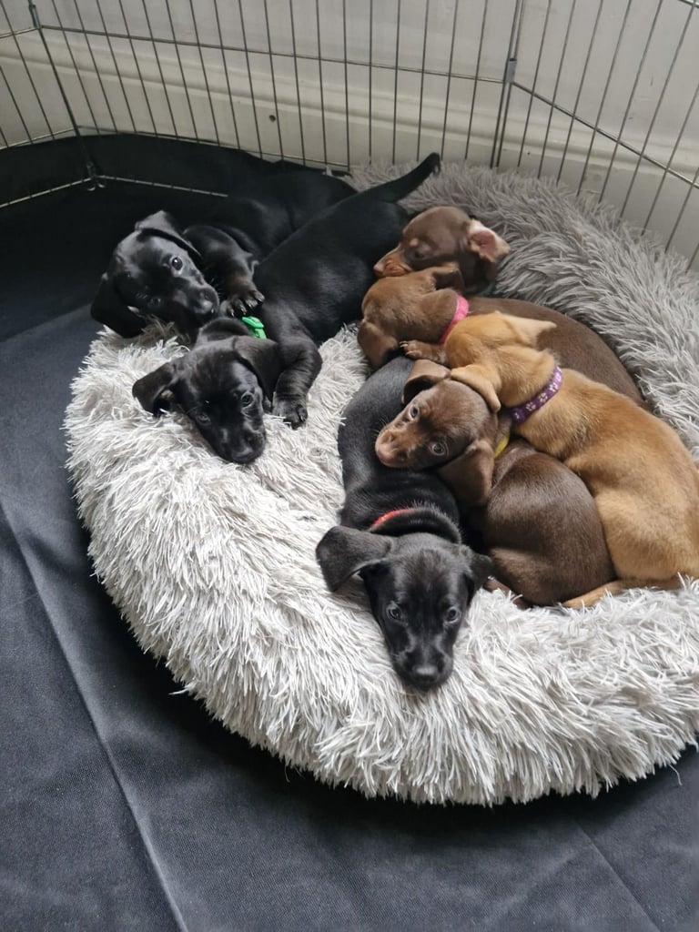 Miniature dachshund's READY TO GO