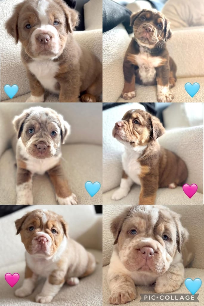 *REDUCED* READY NOW! Stunning olde English bulldogs 