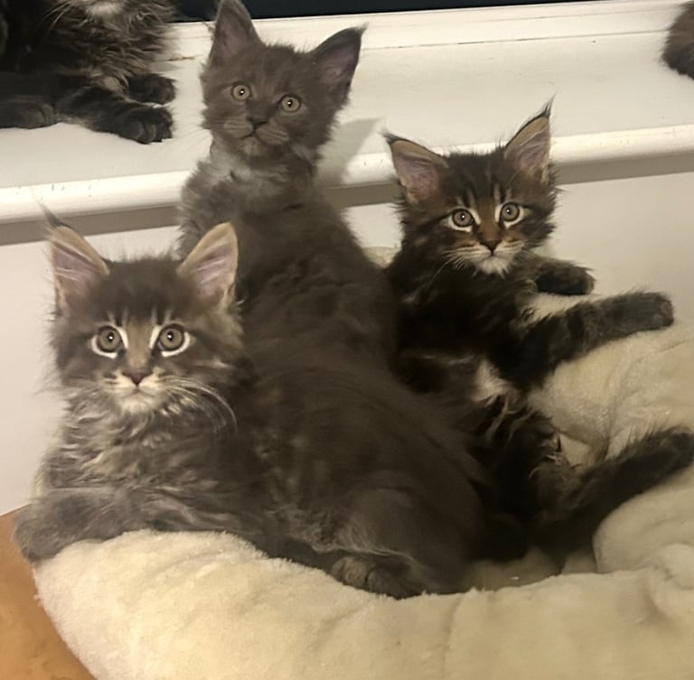 Mainecoon Gccf registered kittens