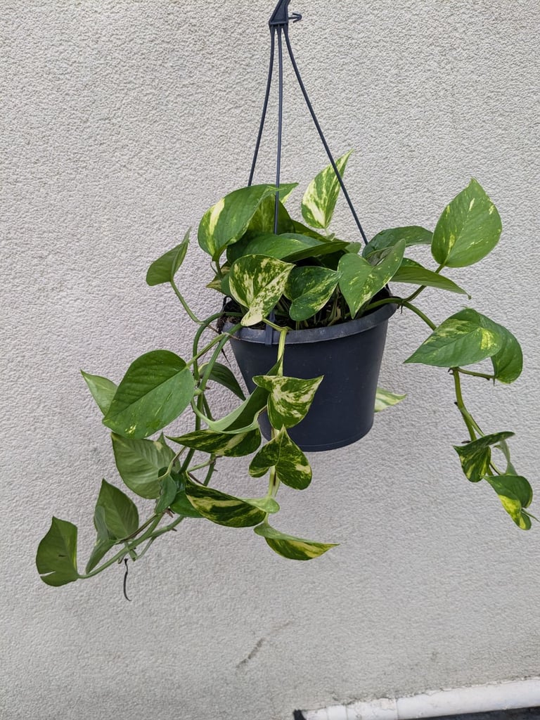 image for Hanging Devils Ivy 