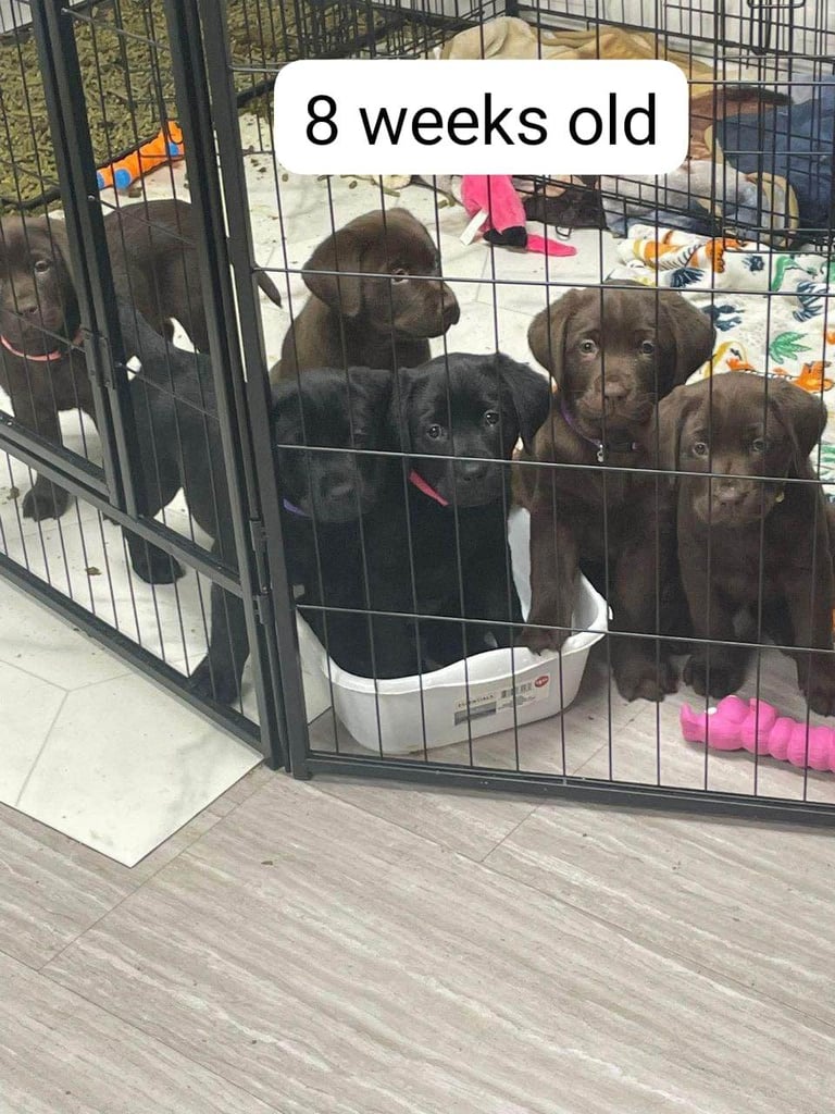 Labrador retriever puppies. 
